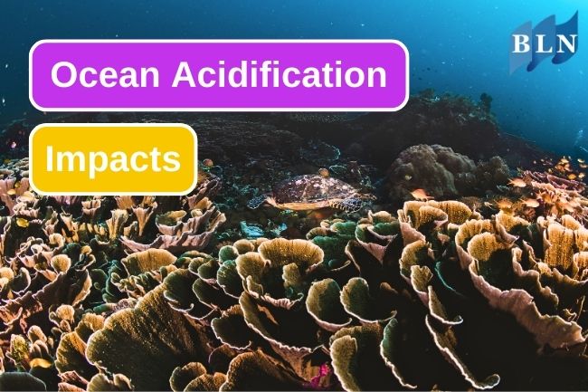 5 Ocean Acidification Impact To Aquatic Ecosystem
